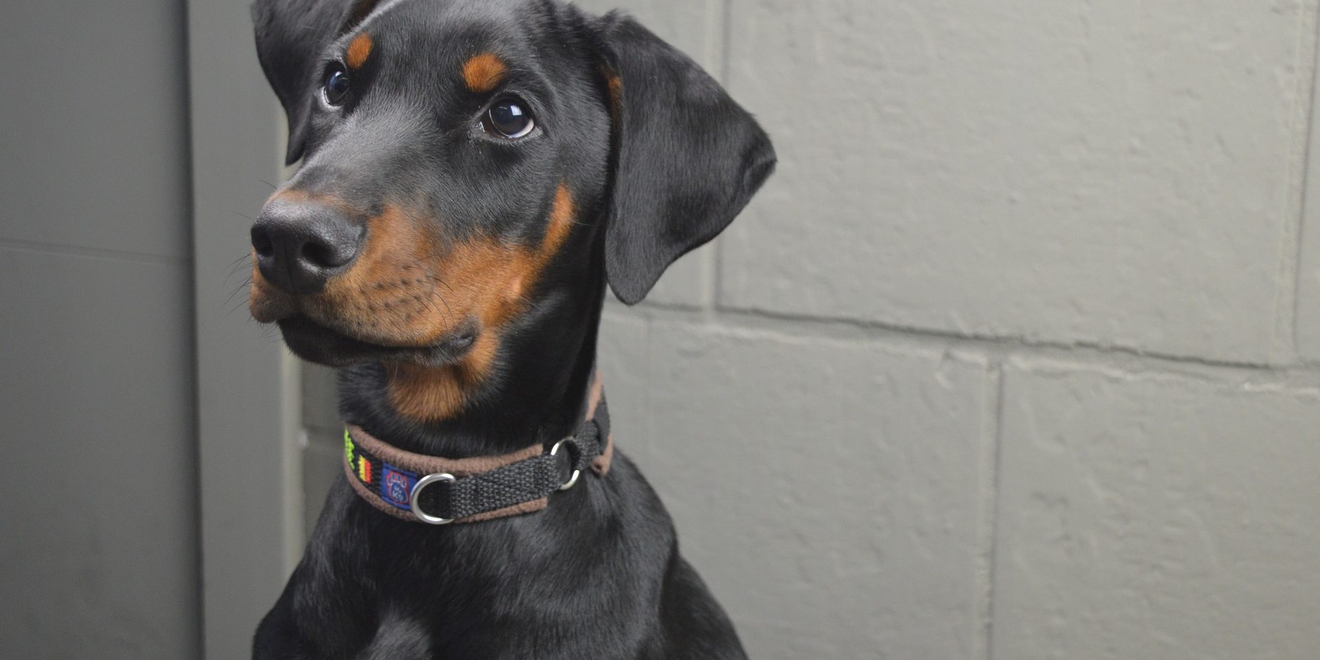 uw hond steriliseren uw hond steriliseren