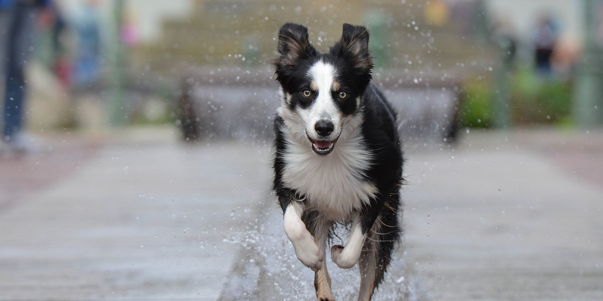 Per jaar nog steeds veel huisdieren vermist